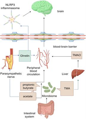 The role of gut microorganisms and metabolites in intracerebral hemorrhagic stroke: a comprehensive review